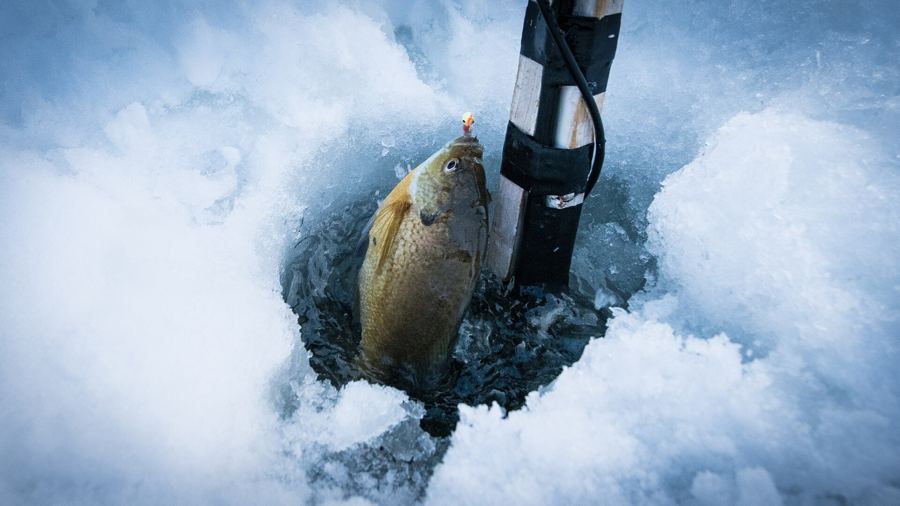 A fish being pulled up through an ice hole next to a sonar transducer cable