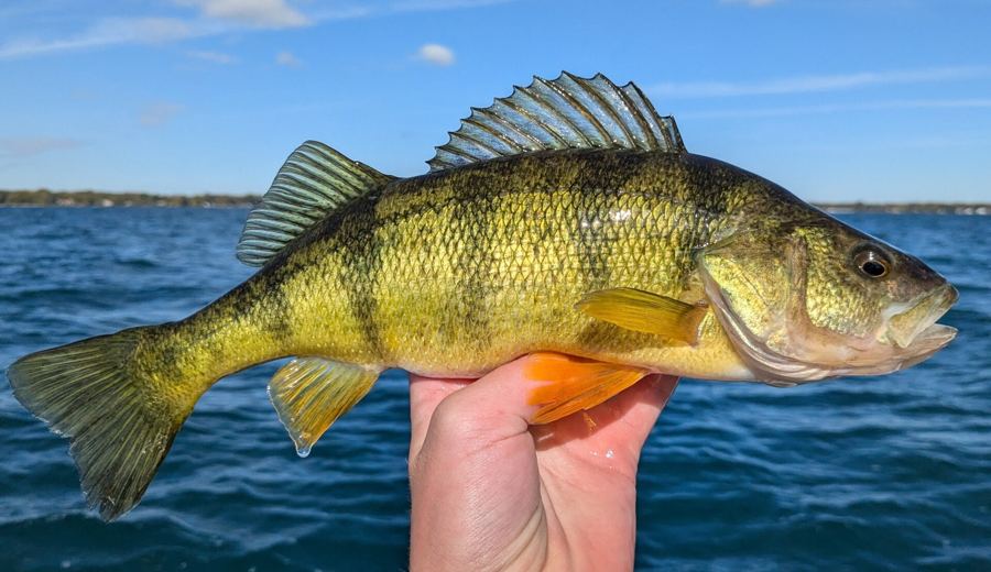Yellow perch held up in a hand over a lake